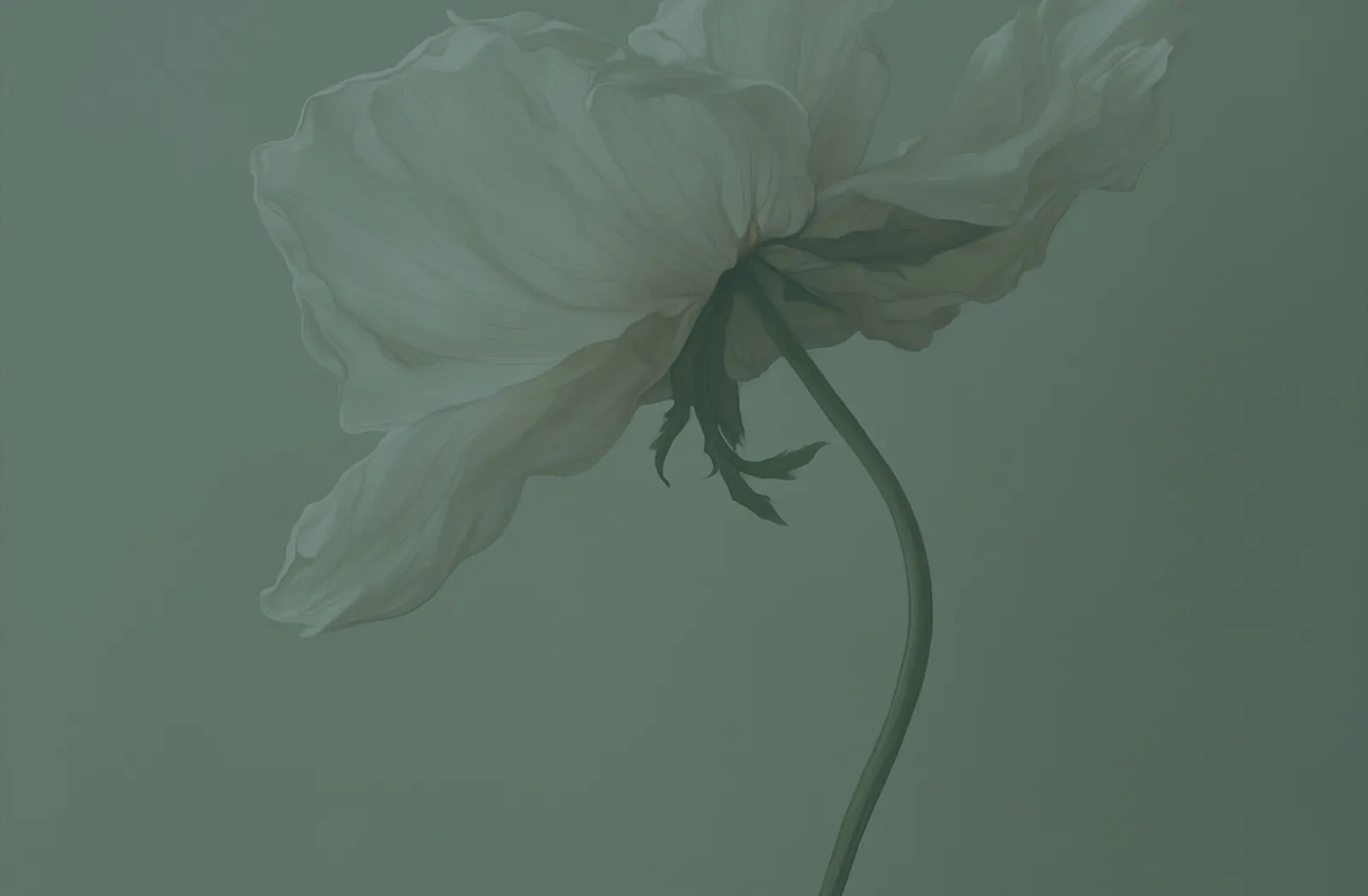 Fiore che si apre, immagine simbolo delle pratiche guidate del centro Nodō